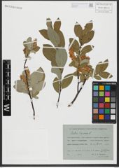 Foto von Salix hastata L.